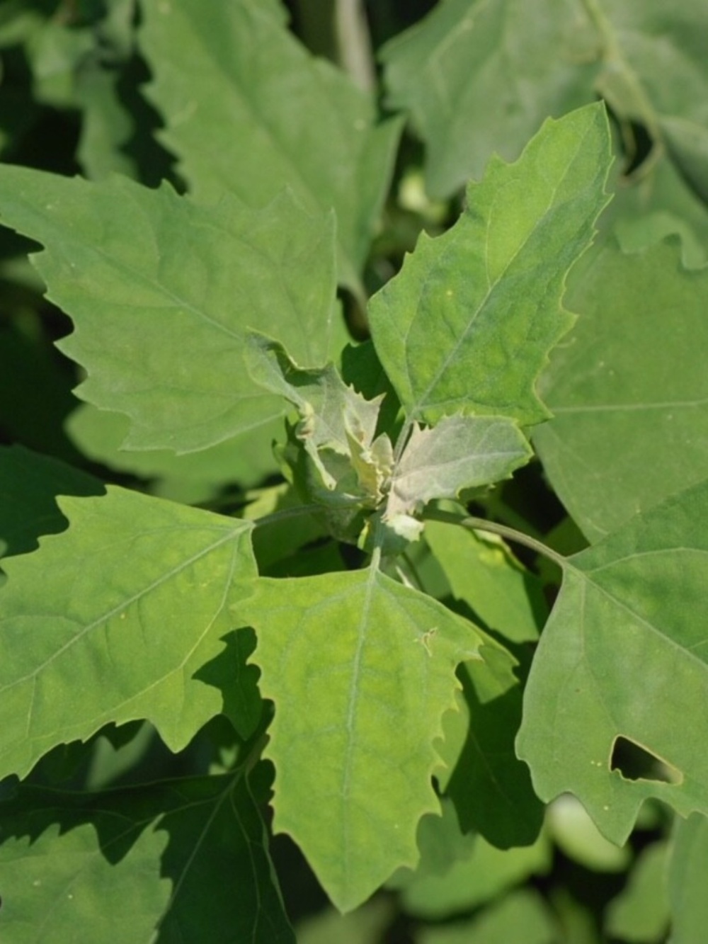 WILD FRESH! Lamb's Quarters Chenopodium Album~Wild Spinach~Goose Foot*2000 SEEDS
